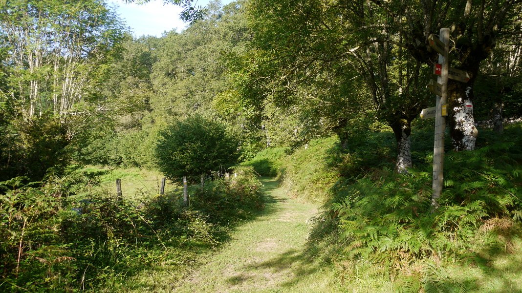 Iribas herritik urrundu ahala basoa nagusitzen doan bidearen gainean
