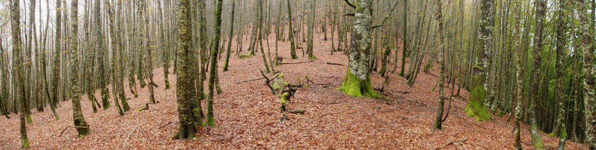 Ipar-mendebaldeko bizkarra