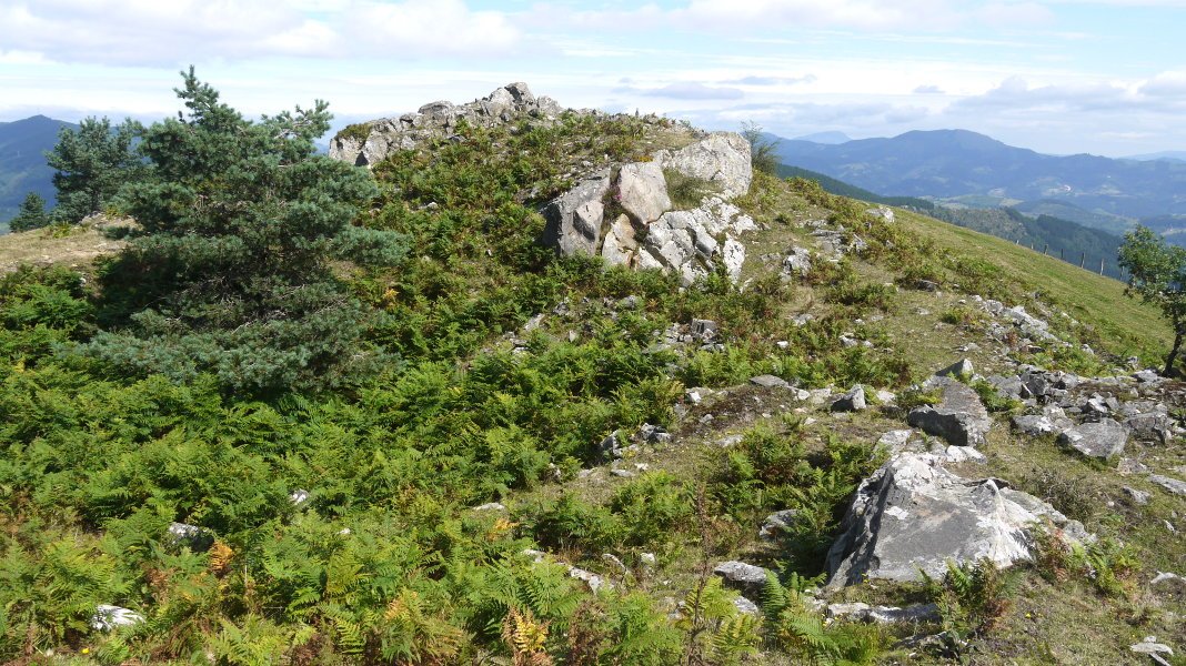 Arripillatako tontorra