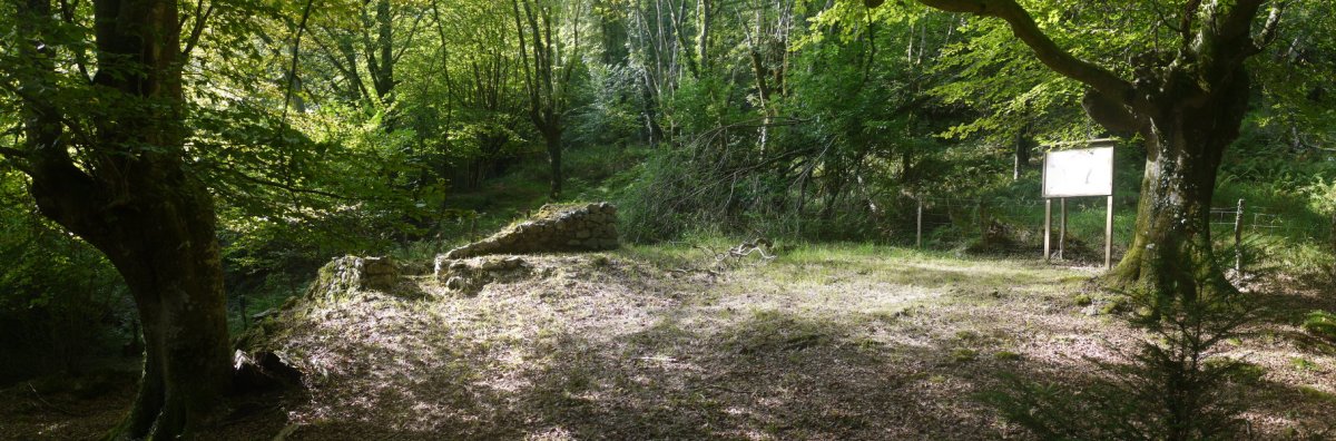 Elurzulo baten hondakinak basoan