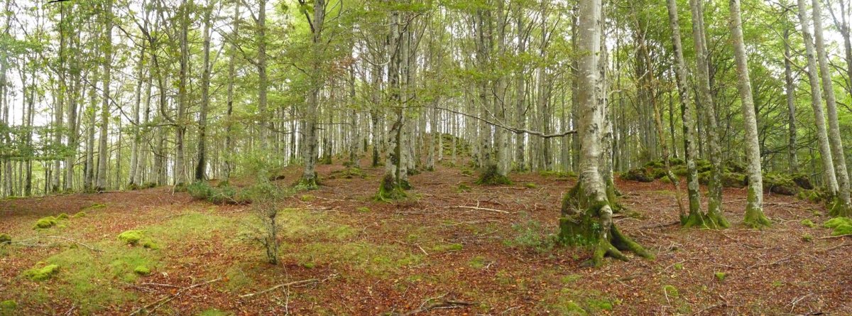 Leateko Harria, gailurraren inguruak