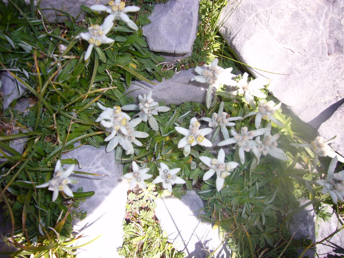 Edelweiss-ak Marbore laku inguruan