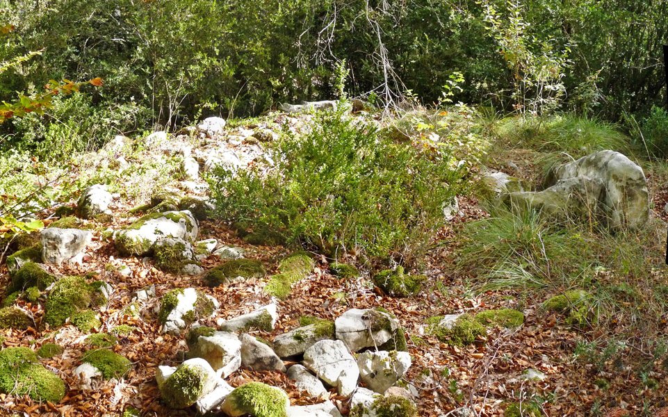 Jorabilako trikuharria