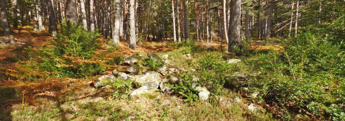 Mata del Cleveko trikuharria