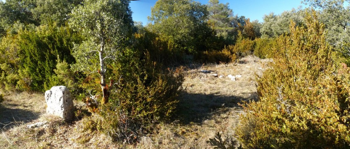 Oihanzabalea 3, bere estelarekin