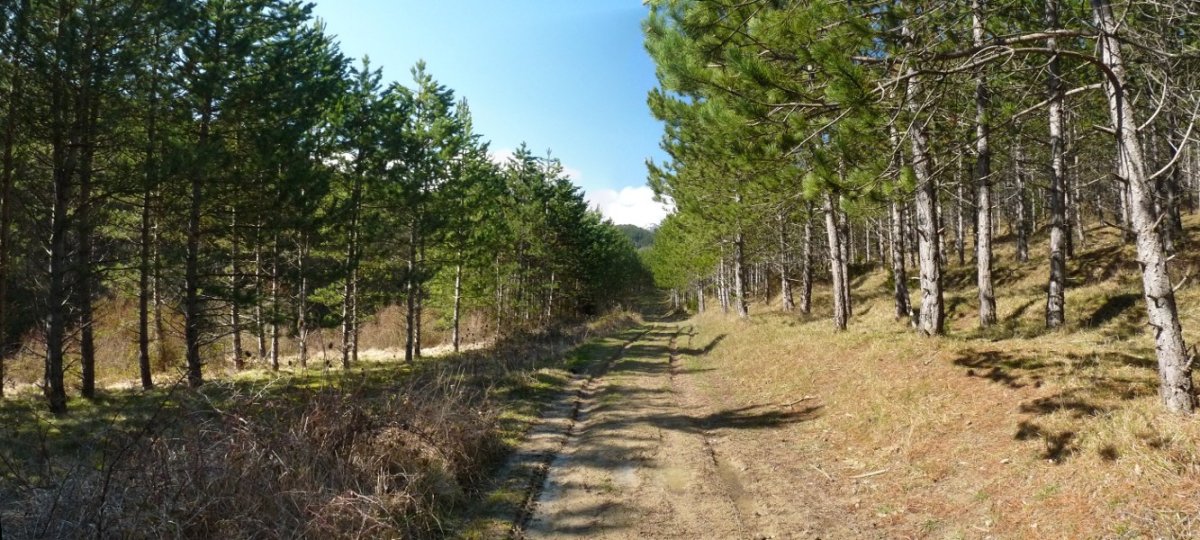 Pinudian zeharreko bidea