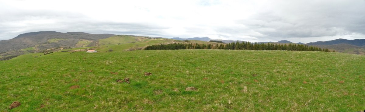 Okelameingo gailurra