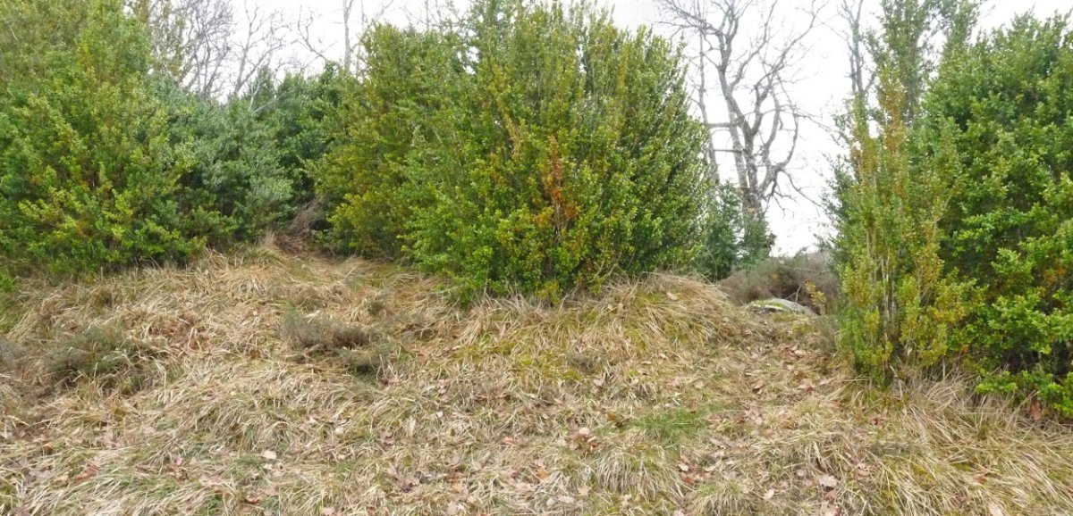 Bultzarregiko gailur itxia