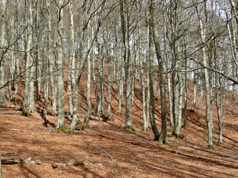 Pagadia Tontor Azpian