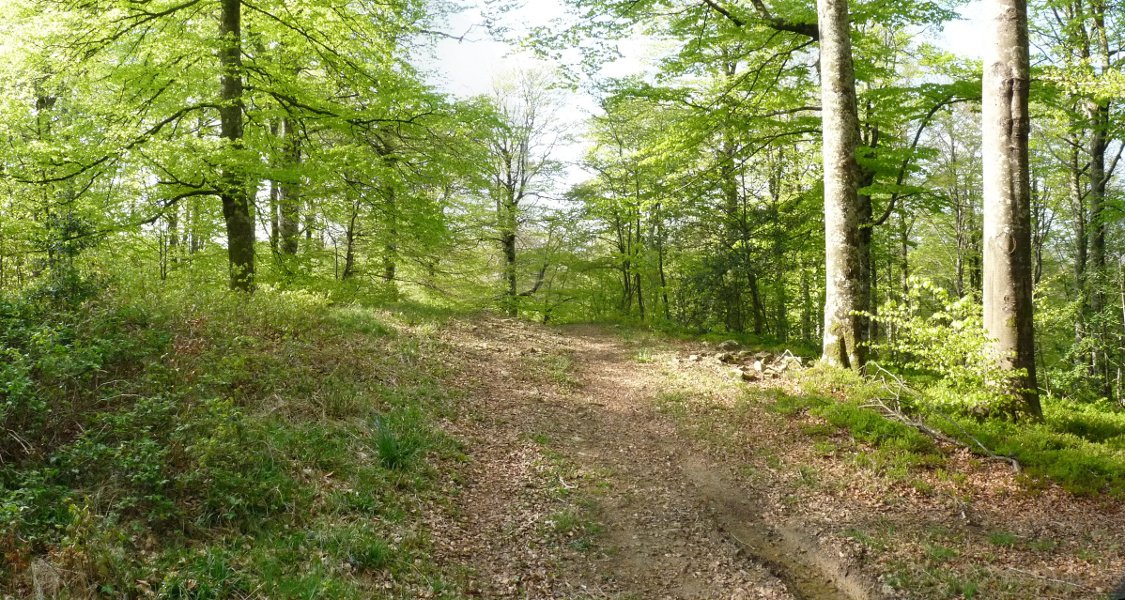 Urdantxarreta trikuharriaren hondakinak