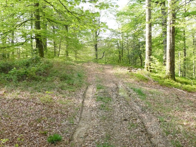 Urdantxarreta trikuharriaren hondakinak