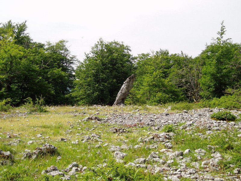 Bretxagaña zutarria