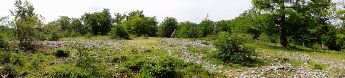 Bretxagaña zutarria