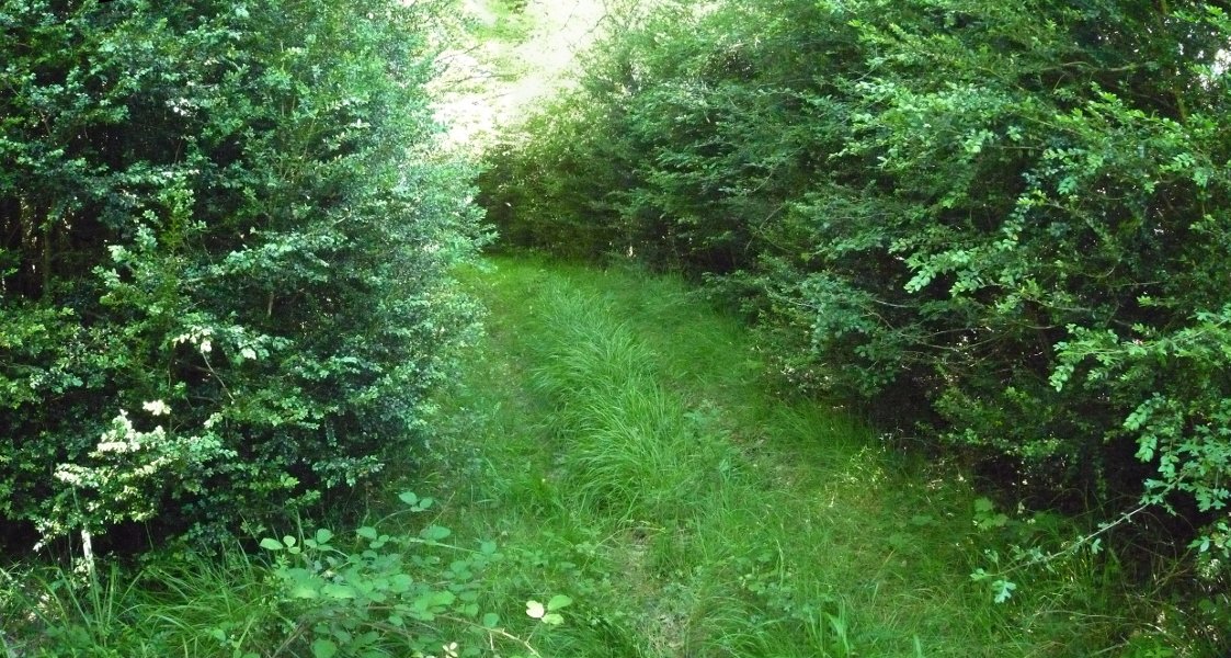 Bordaburuko gailur itxia, bideak zeharkatuta