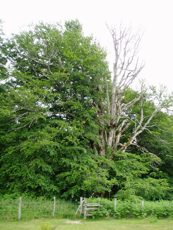 Ama Birjinaren pagoa