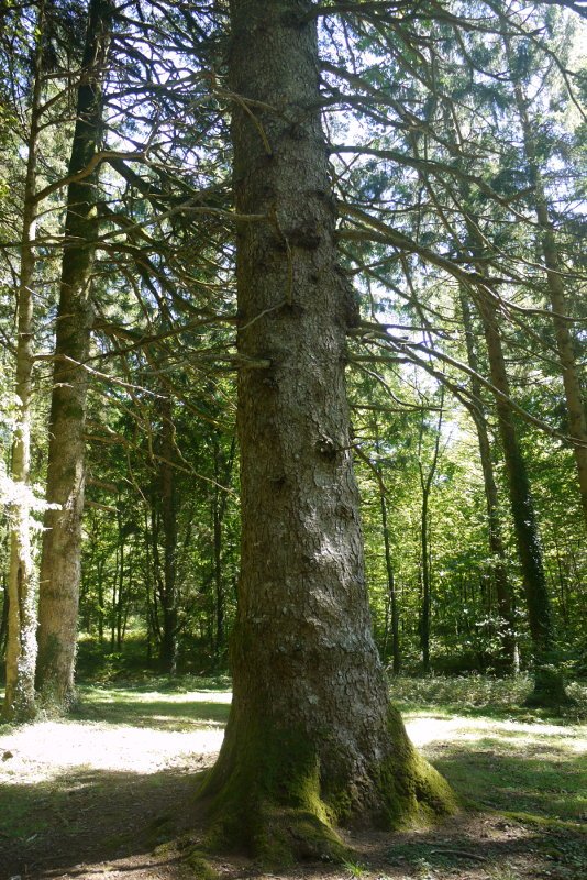 Leitzalarreako izeiak