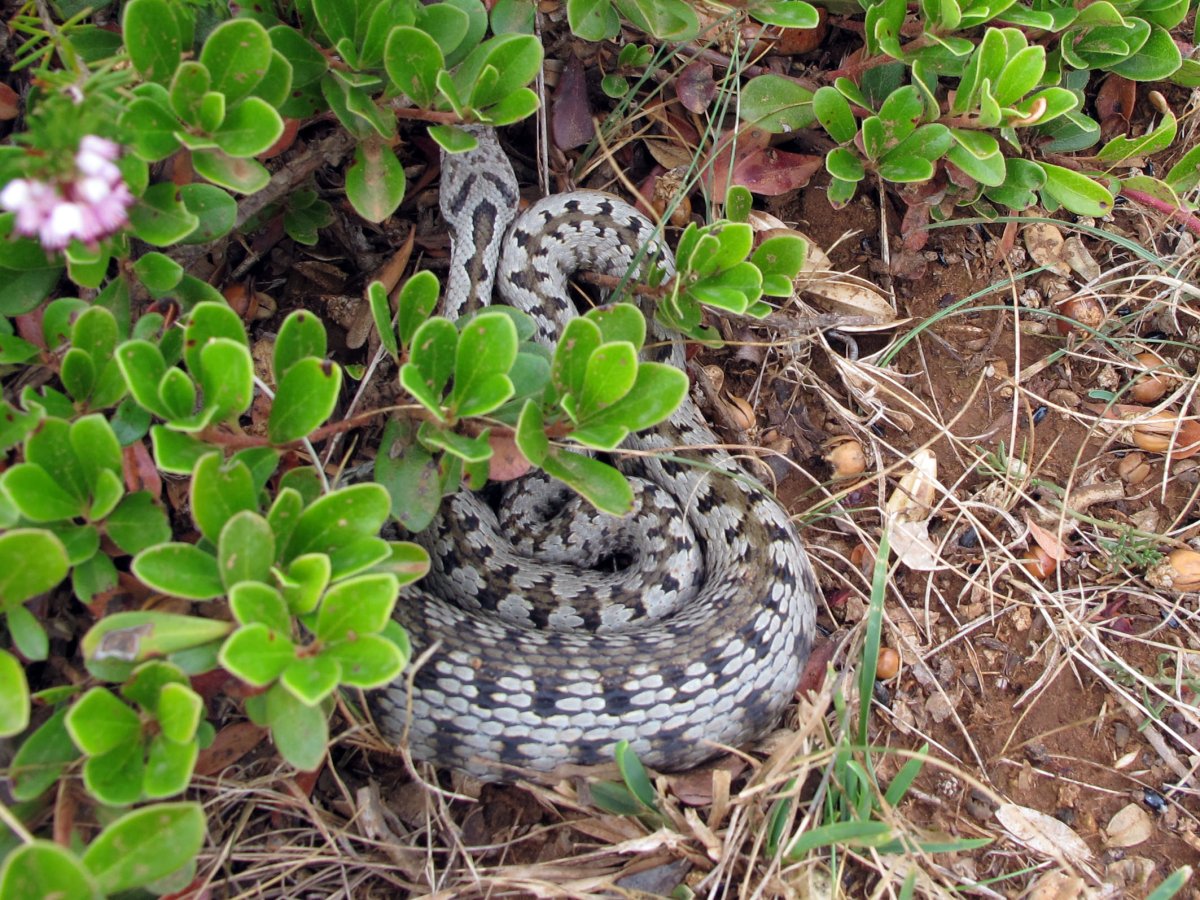 Sugea deskantsatzen Sartzaleta gainean