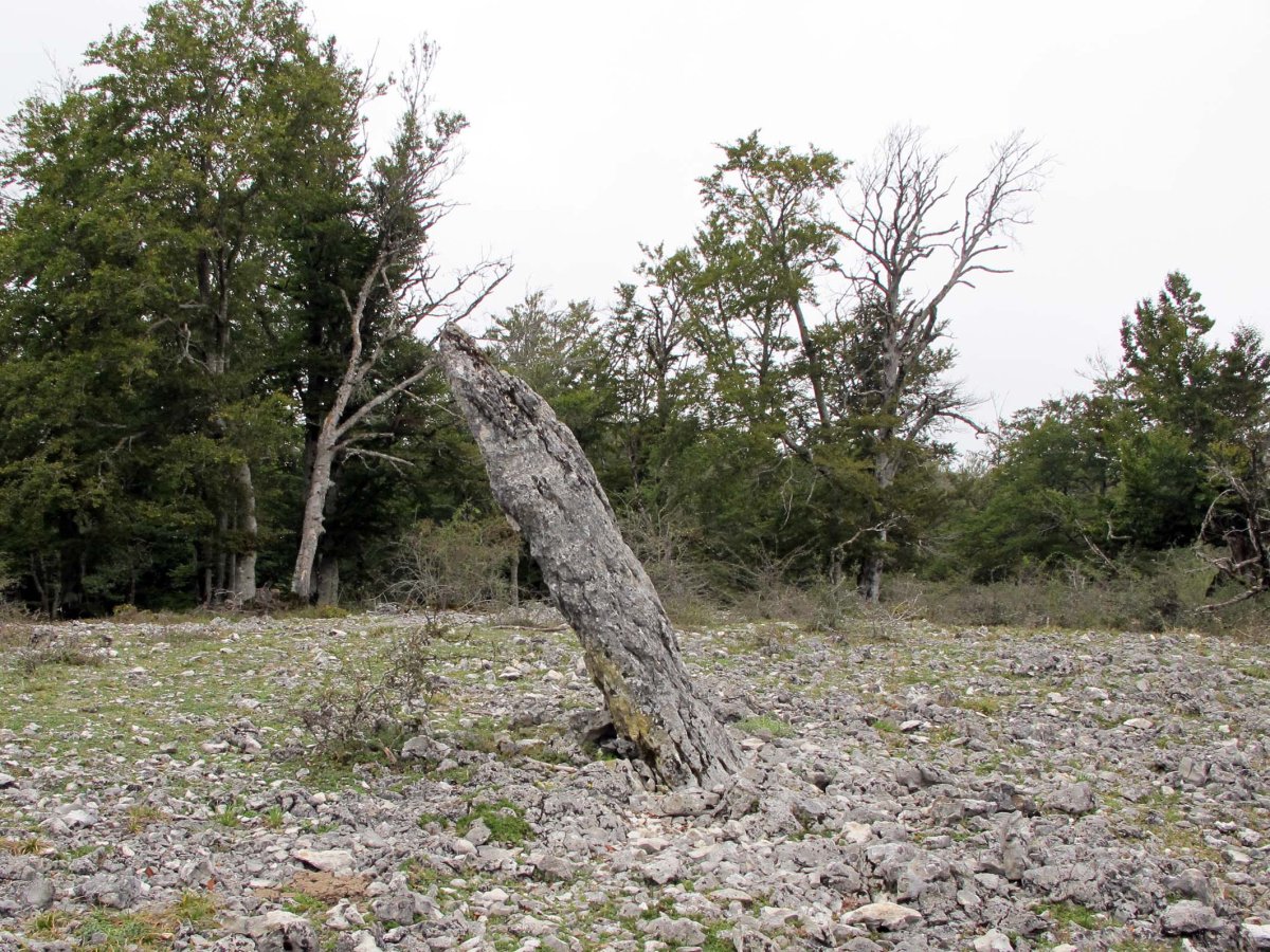 BRETXAGAÑA zutarria