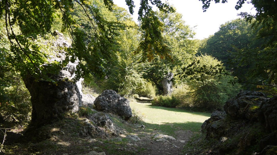 17: Harrizko basoan barrena