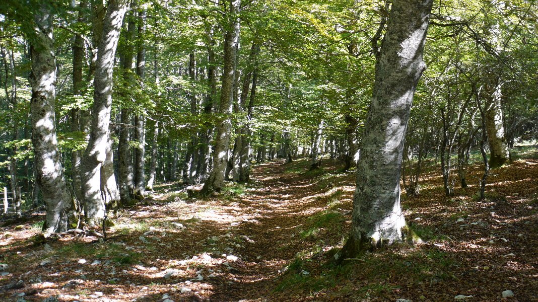 9: tarte zakarra txirrindarentzat