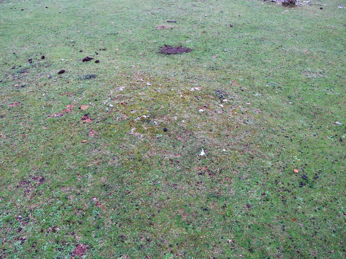 Zurgaina tumulua Zn. 1