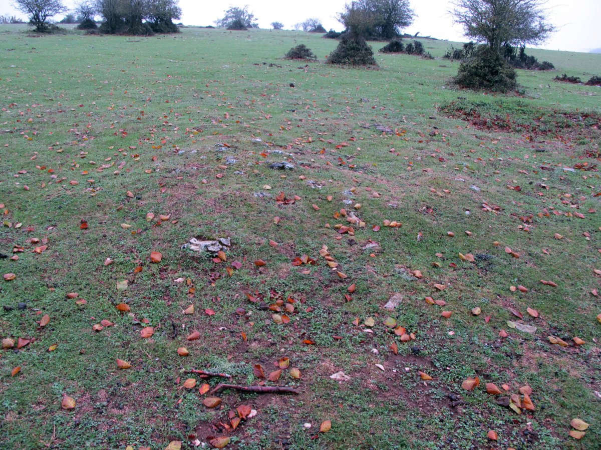 Zurgaina tumulua Zn. 4