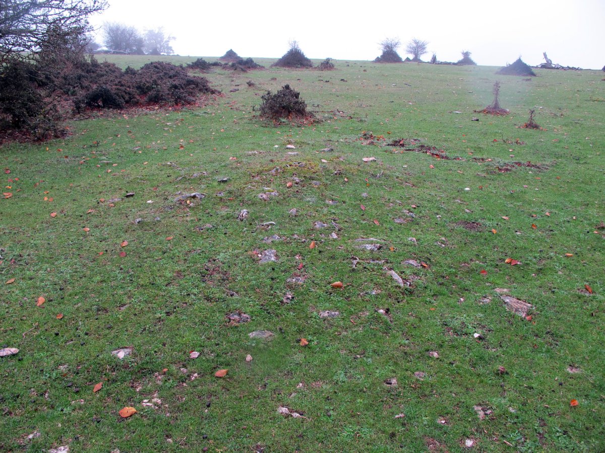 Zurgaina tumulua Zn. 7