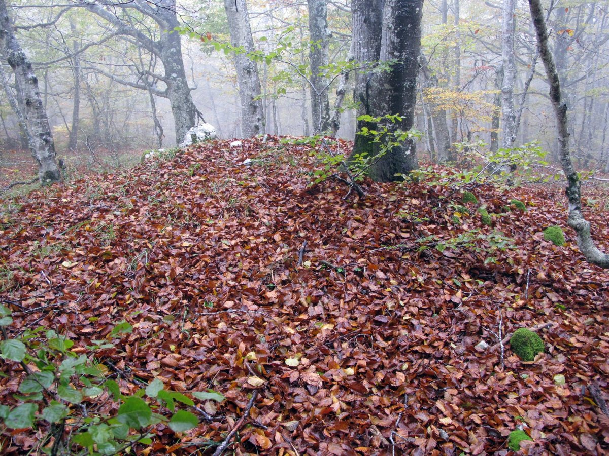 Ekaiza tumulua, Urbasa