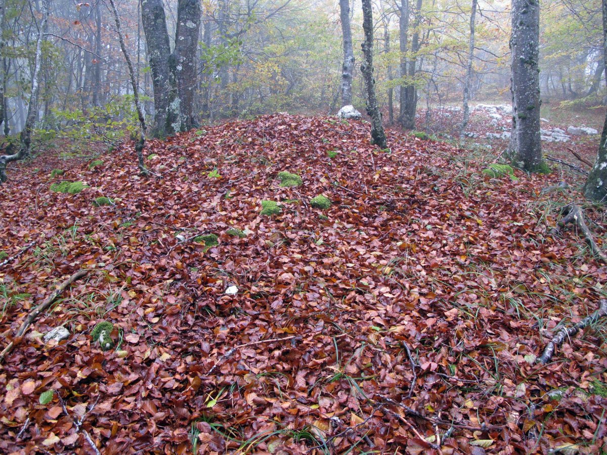 Ekaiza tumulua, Urbasa