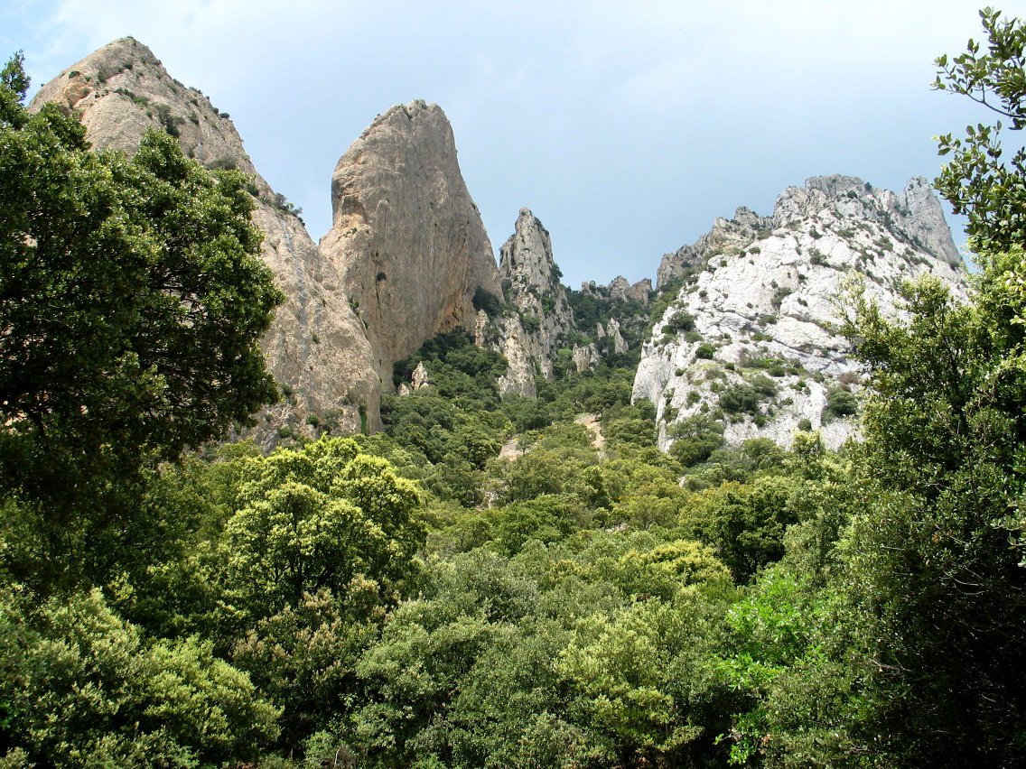 Hegoaldeko haitz zerrenda artadiaren gainean