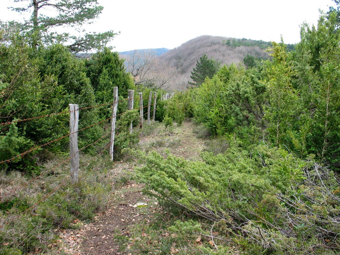 Hesiaren aldameneko bidea