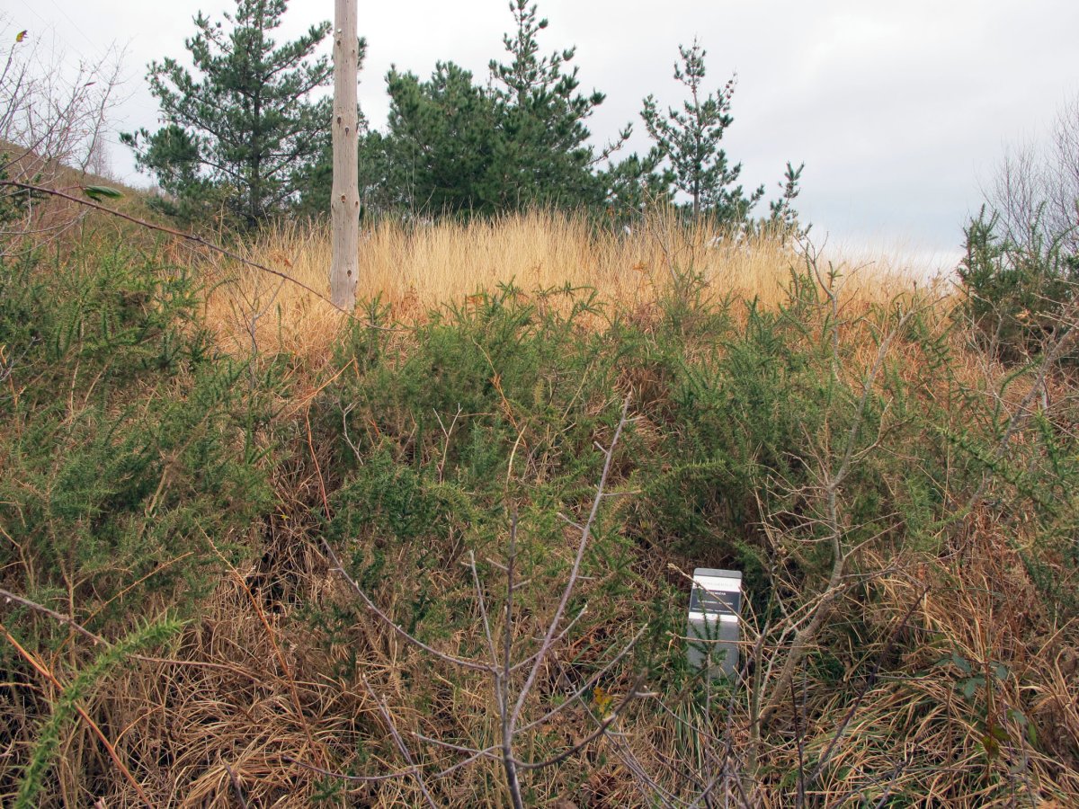 Arrobizar trikuharria