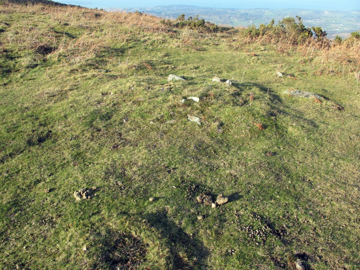 Xoldokogaña tumulua