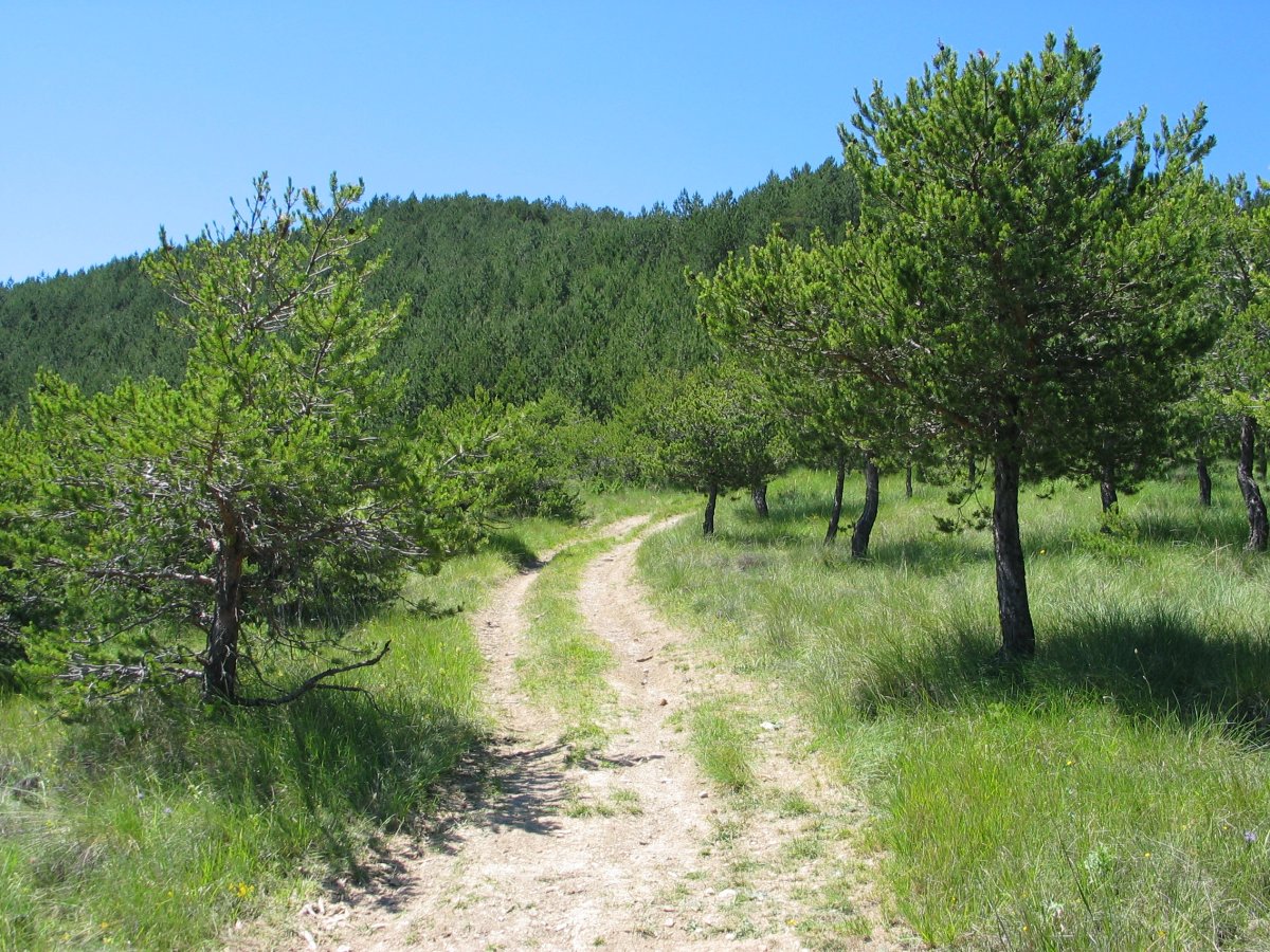 Antxoriz eta Iruntzu arteko bidea