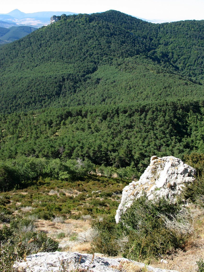 Antxoriz aldeko ikusmira