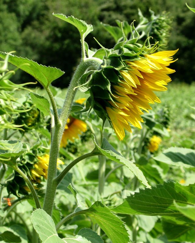 Ekilore soroa Pierola inguruan