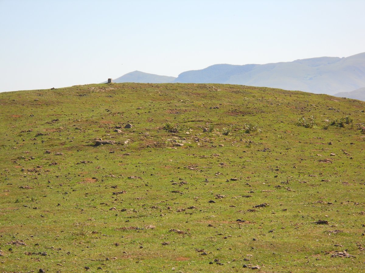 Mataria harrespila 1