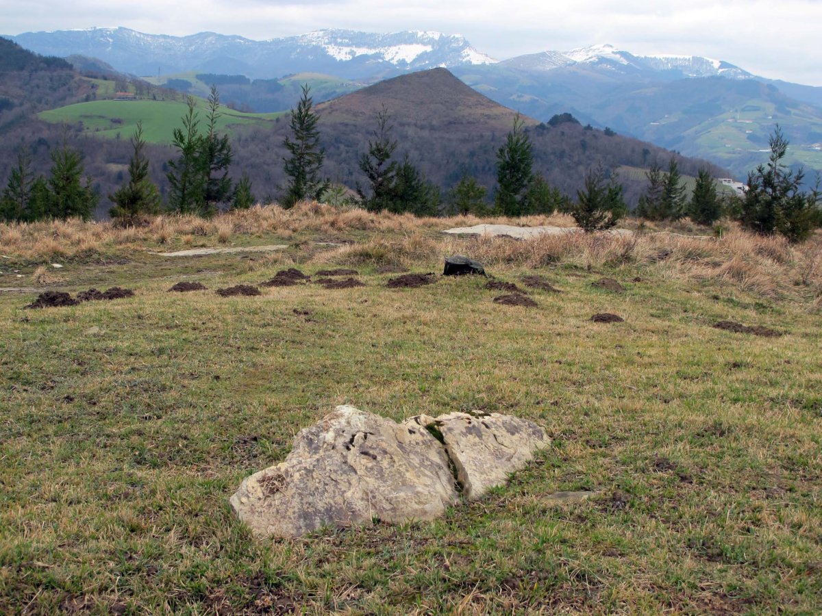 Beldarrain trikuharria