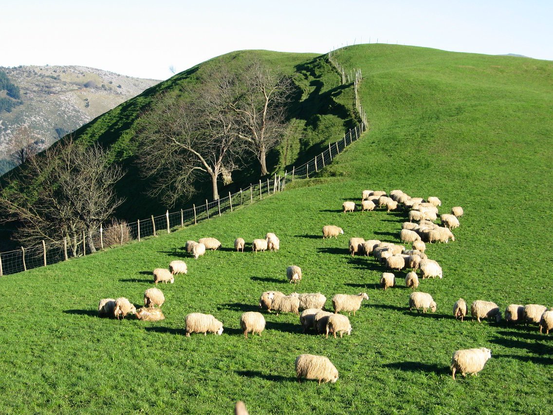 Artaldea Zestoa aldeko larreetan