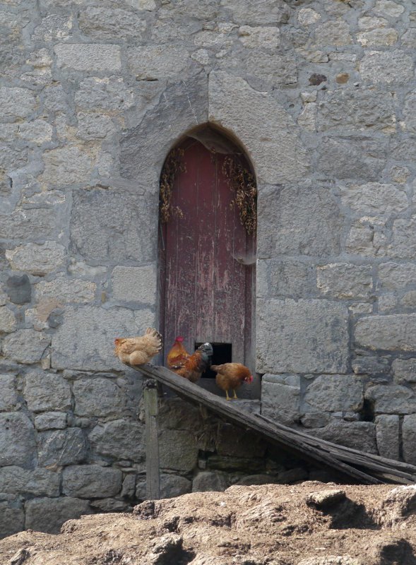 Oilategia jauregian, Zestoa