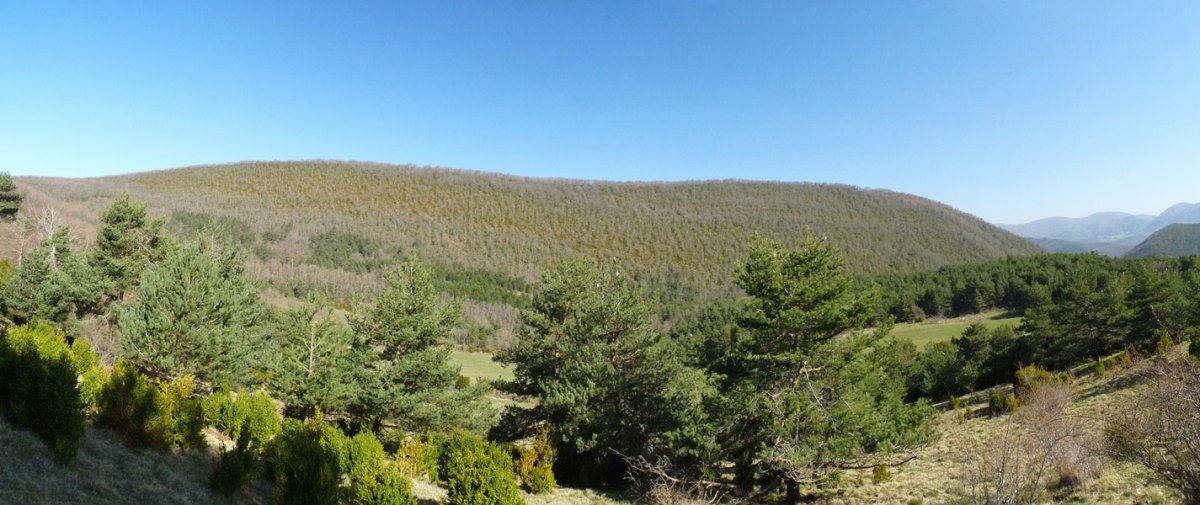 Aldaungo bizkar luzea