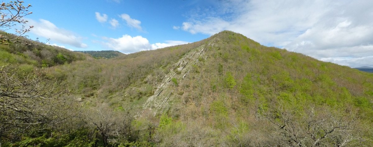 Arangaizko gandorra Bagadixartik