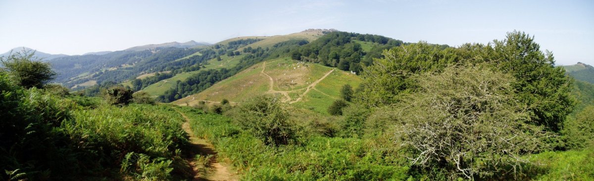 Belaungo lepora iristen