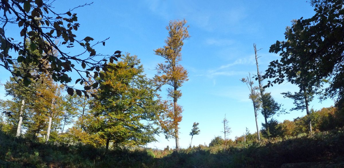 Murukoa mendiko gailurra