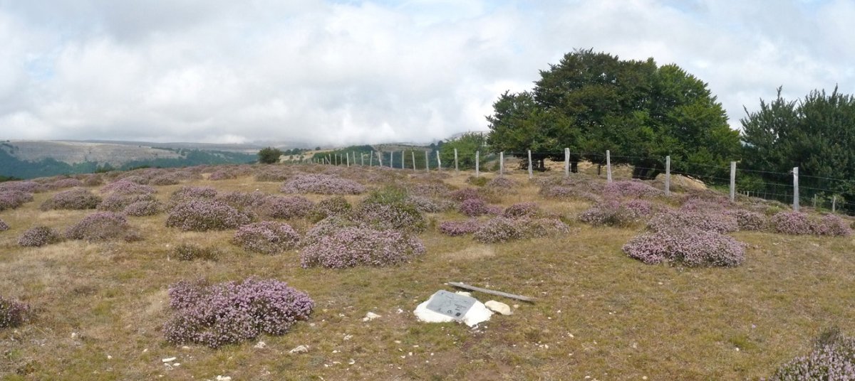 Zoiolagainako gailurra