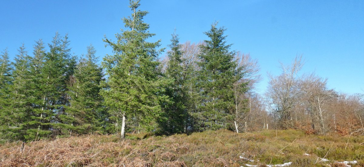 Lexarburuko gailurra