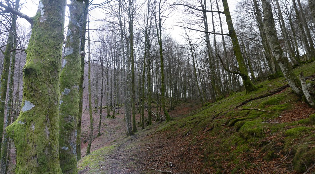 Basoa Karakoletako lepoan