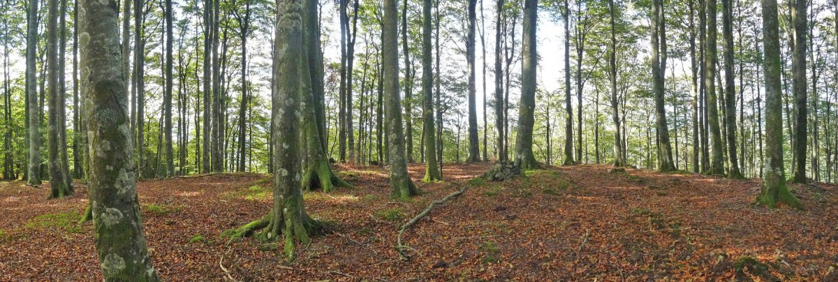 Arburuko Kaskoko gailurra