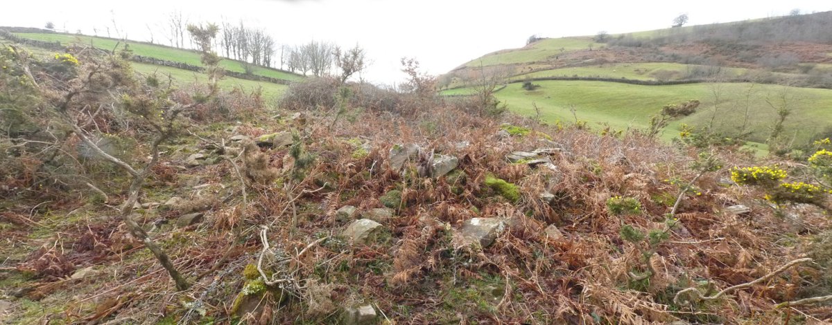 Armatela trikuharria