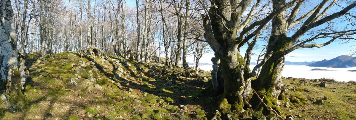 Baztanibar trikuharria